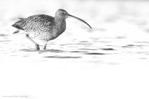 Grosser Brachvogel